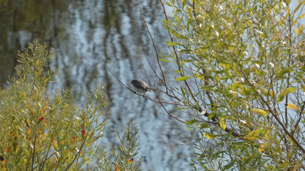 Blue-gray Gnatcatcher - ML646993402
