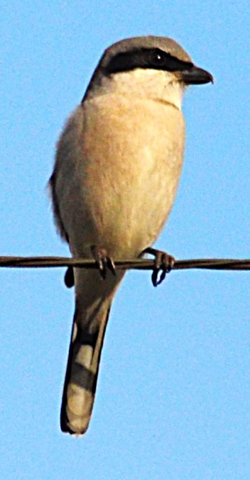 Loggerhead Shrike - ML646993404