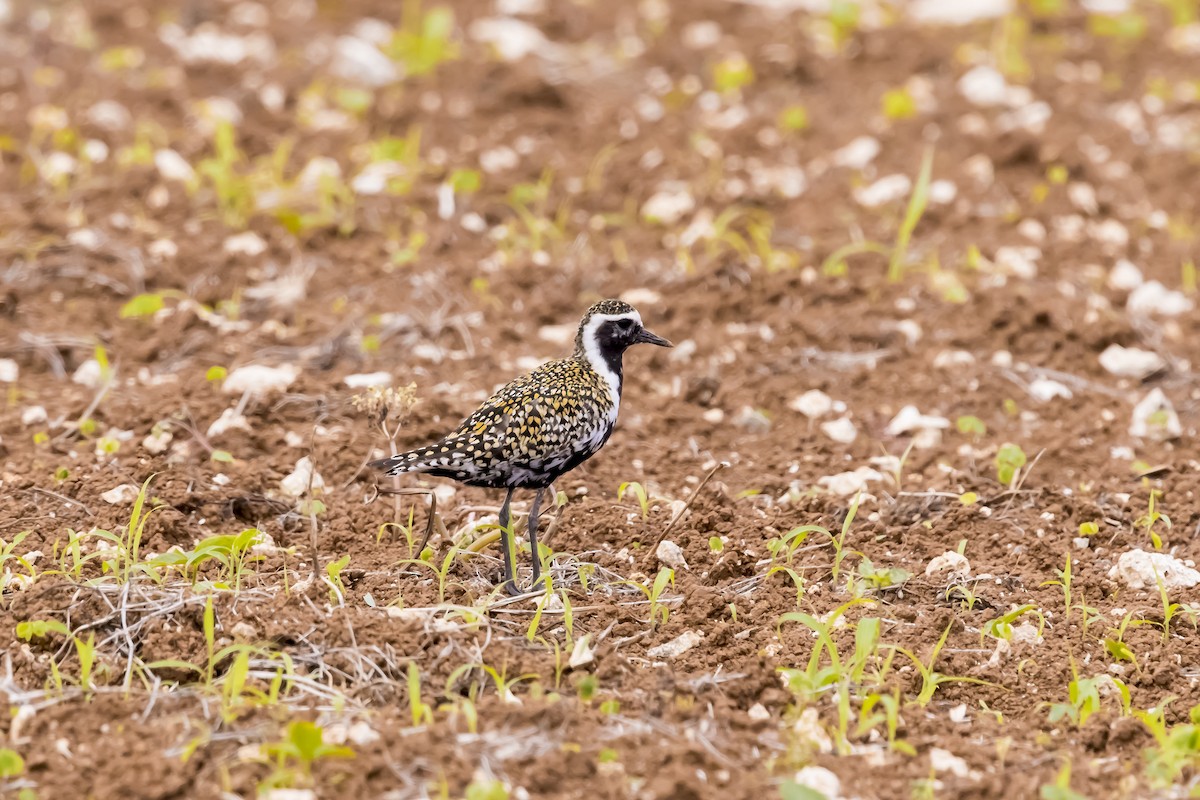 Pacific Golden-Plover - ML646993408