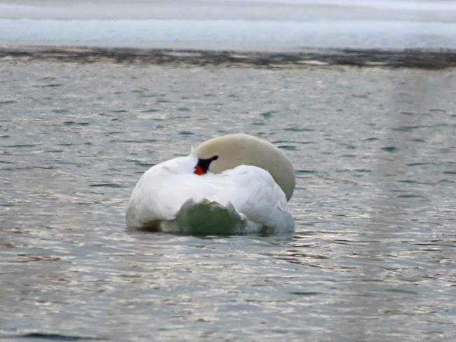 Лебедь-шипун - ML646993409