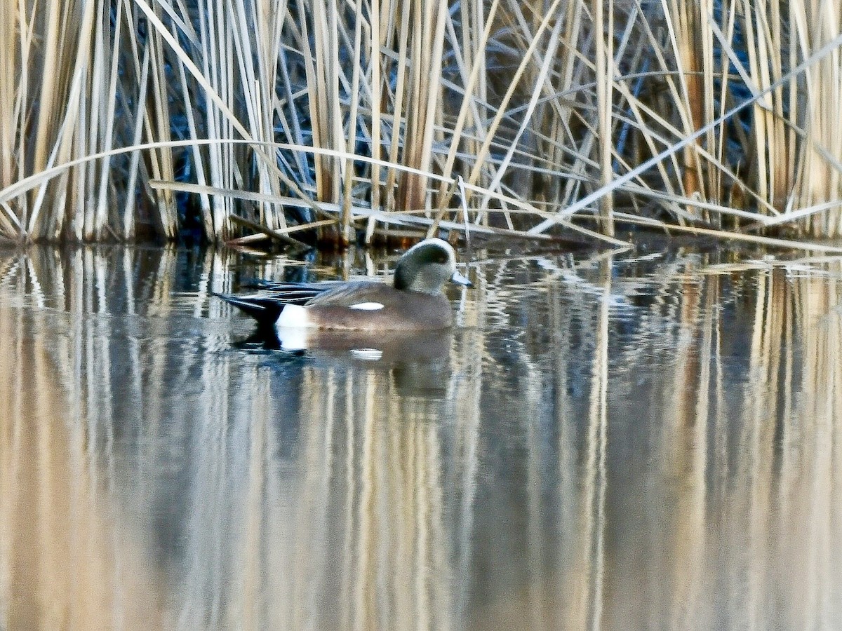 American Wigeon - ML646993410