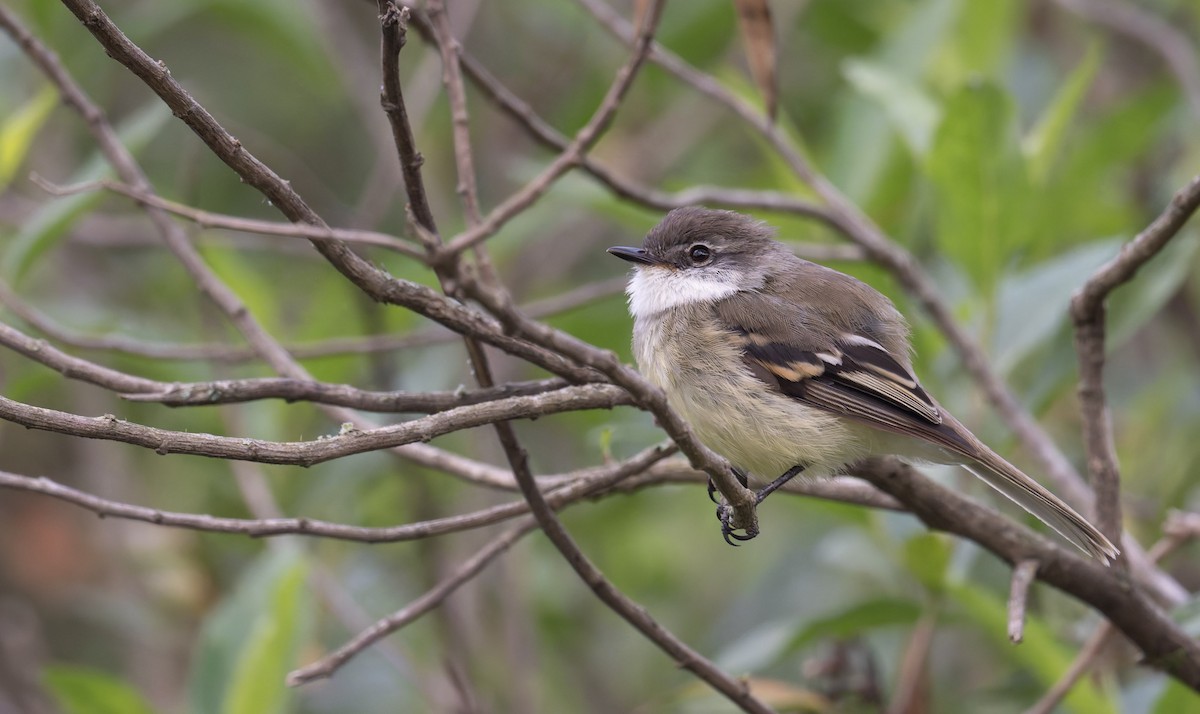 White-throated Tyrannulet - ML646993412