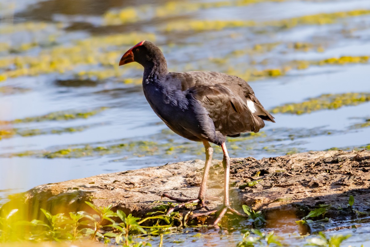 Australasian Swamphen - ML646993416