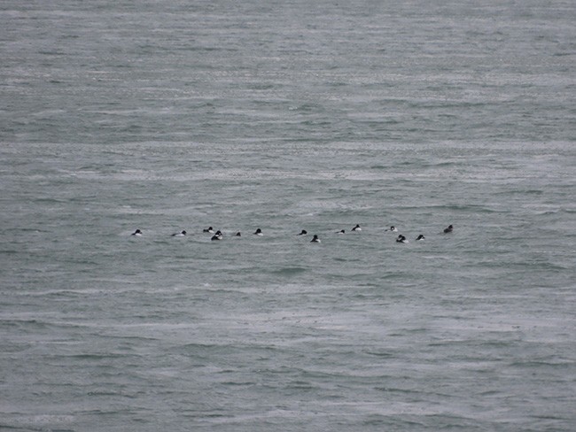 Гоголь - ML646993417