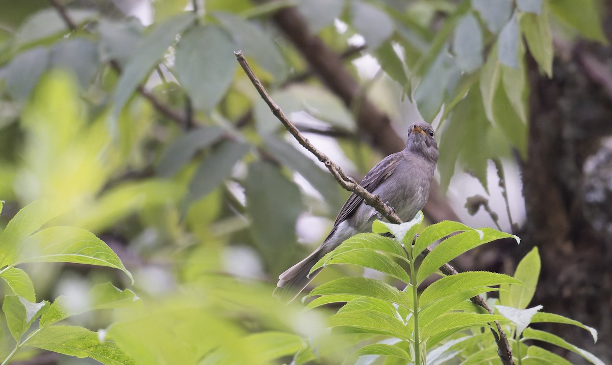 Slaty Elaenia - ML646993420