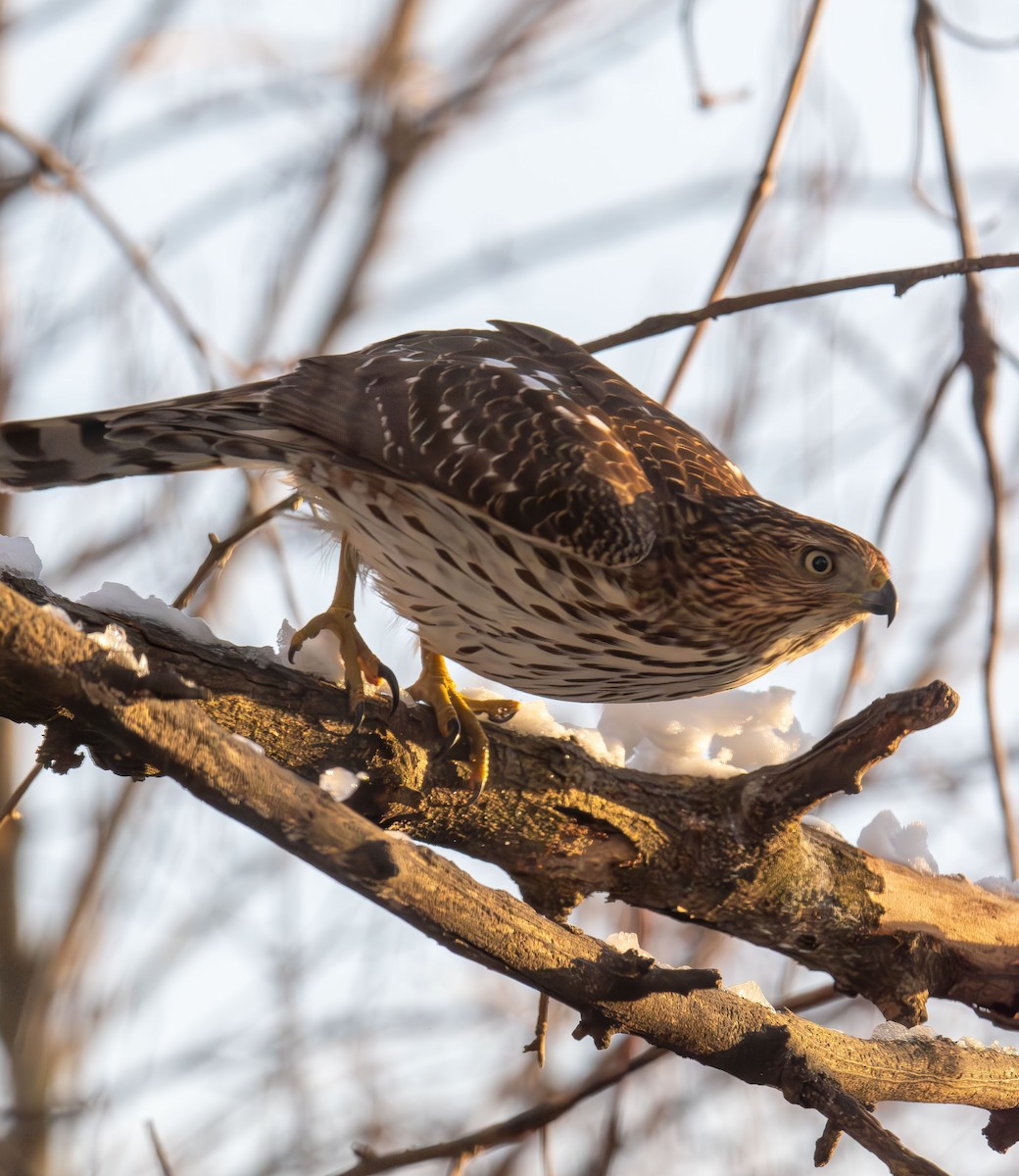 クーパーハイタカ - ML646993421