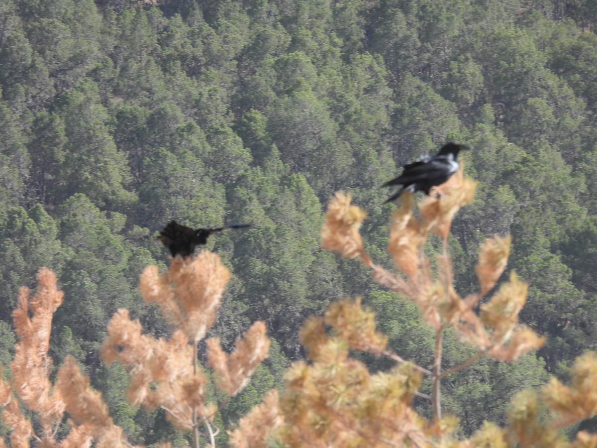 krkavec mexický - ML646993422