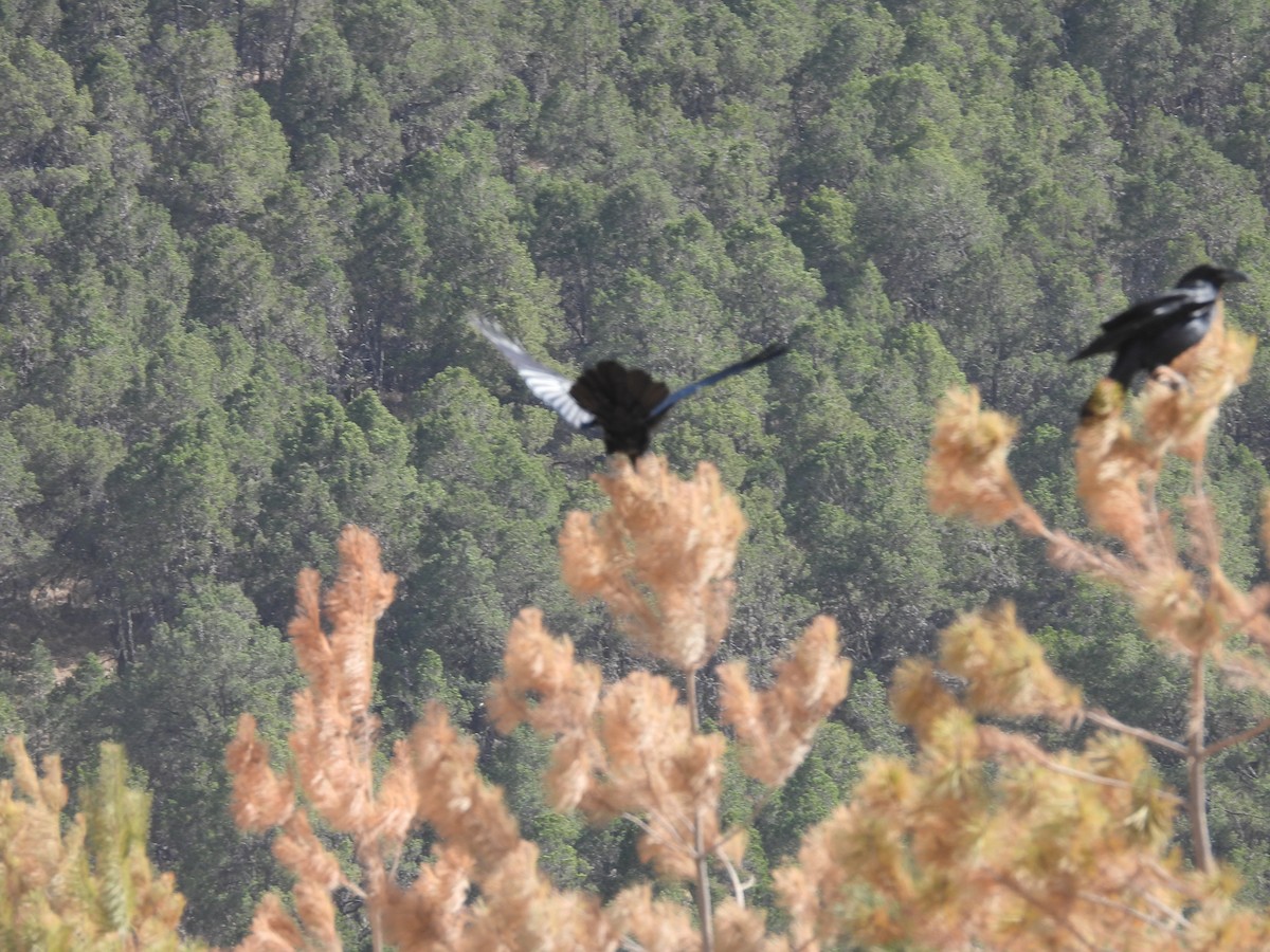 krkavec mexický - ML646993423