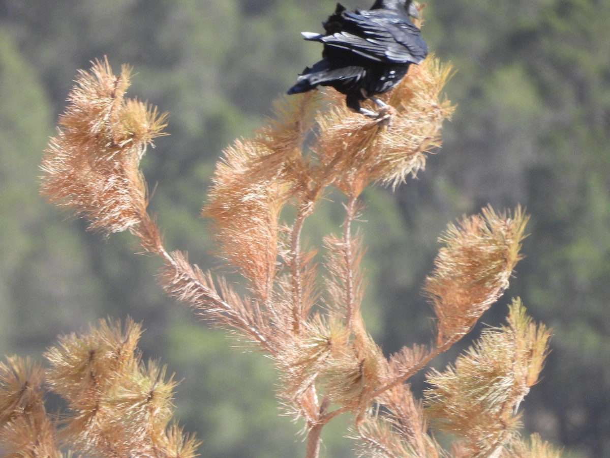 krkavec mexický - ML646993424