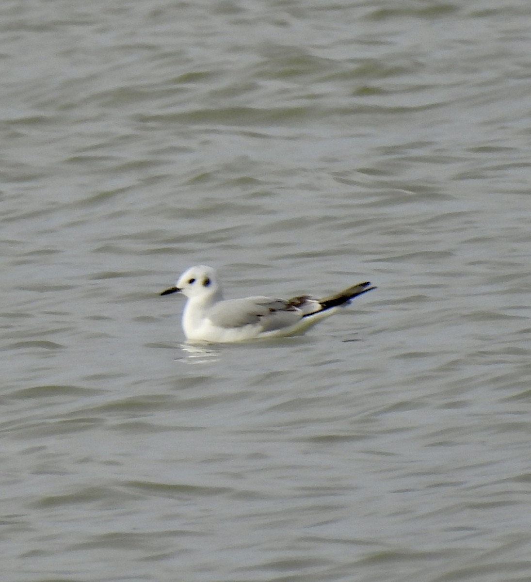 שחף אמריקני - ML646993425