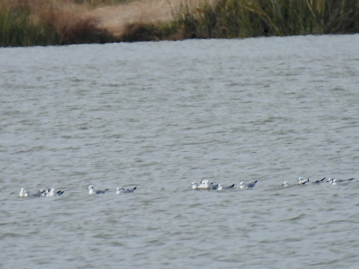 שחף אמריקני - ML646993426