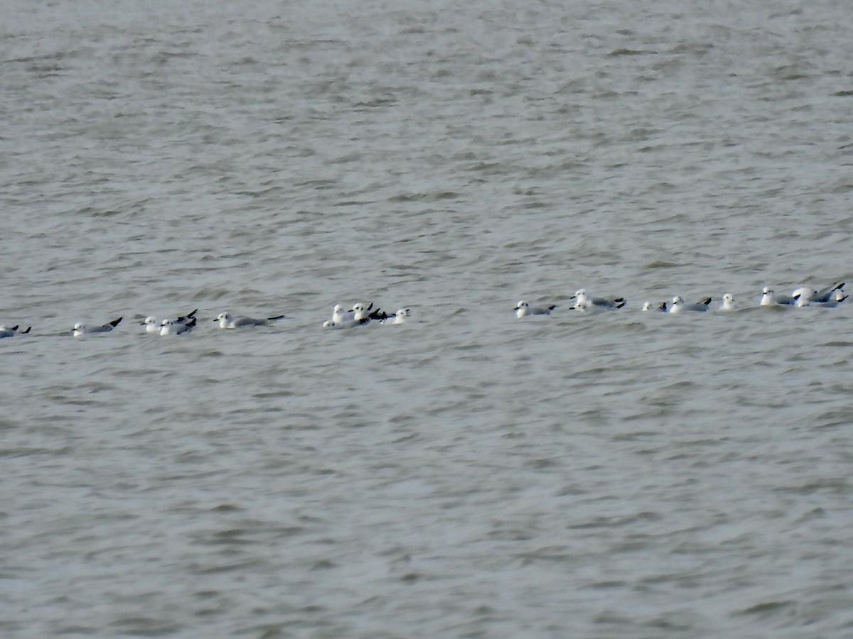 שחף אמריקני - ML646993427