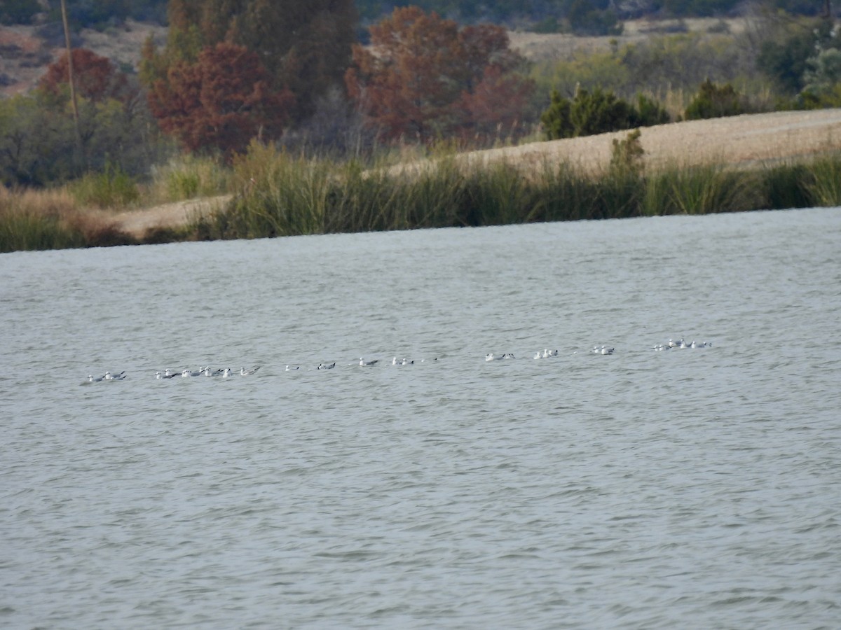 שחף אמריקני - ML646993428