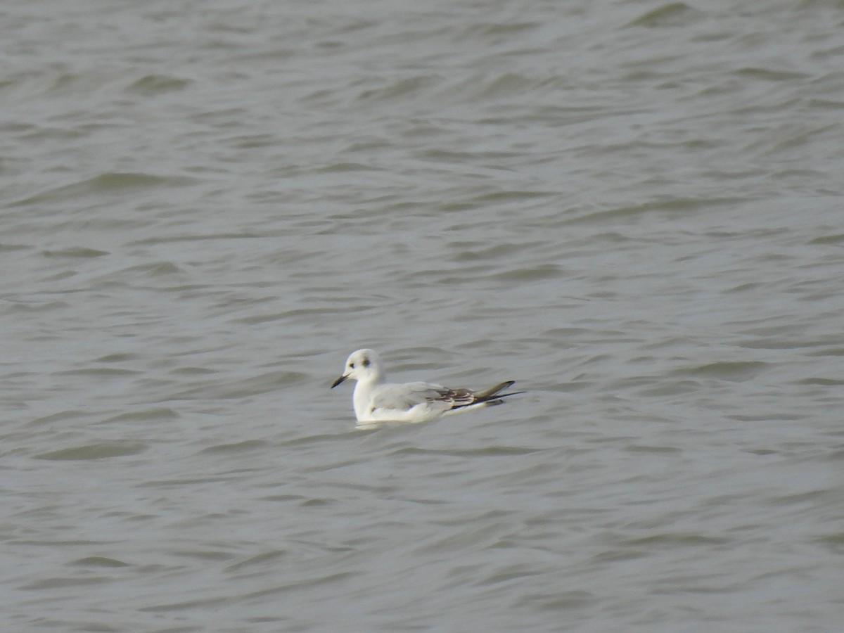 שחף אמריקני - ML646993429