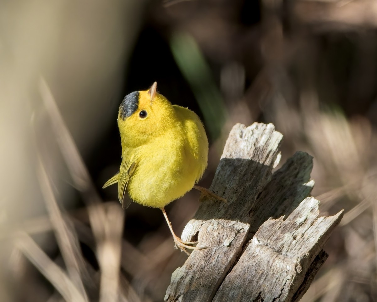 ウィルソンアメリカムシクイ - ML646993430