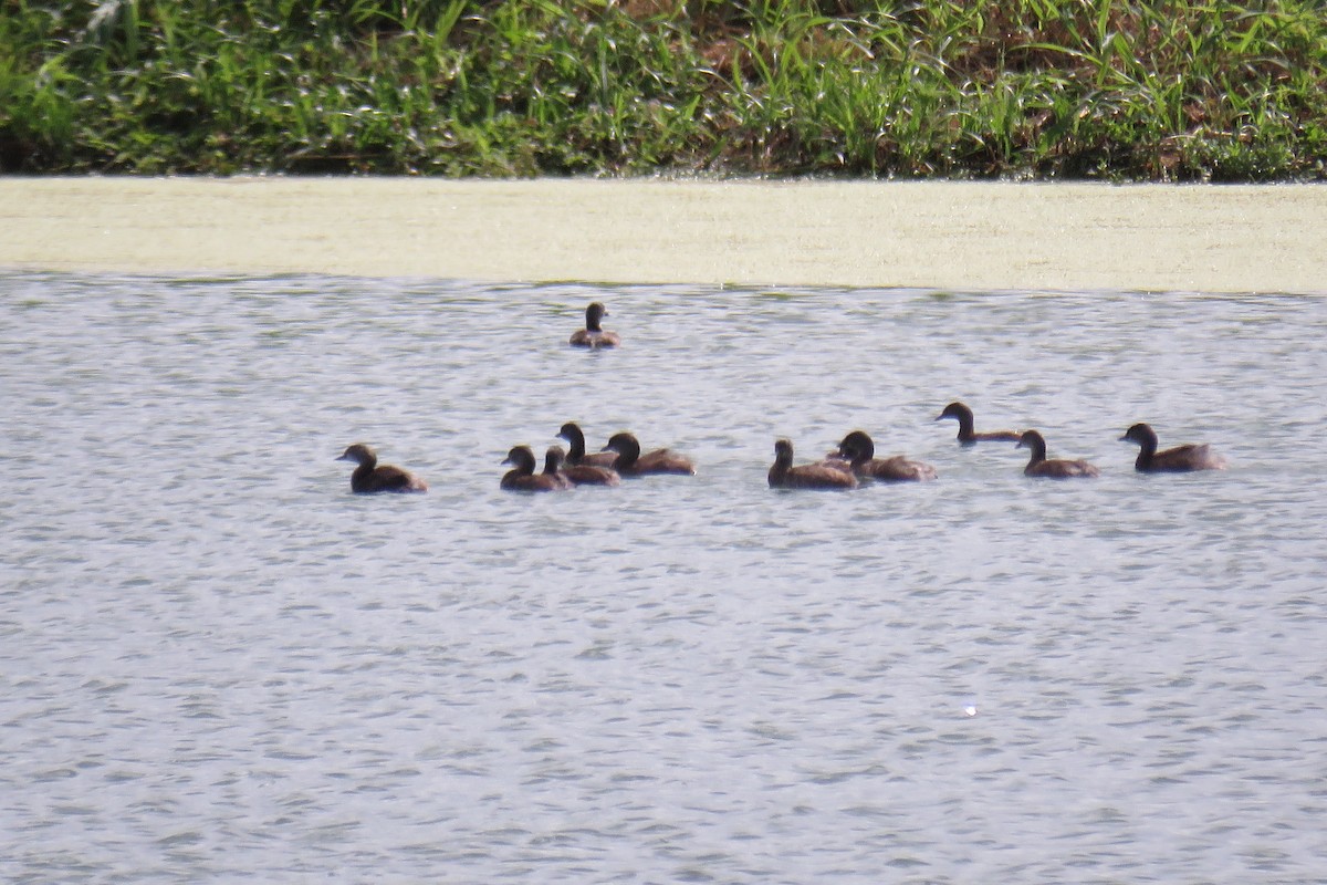 Least Grebe - ML646993431
