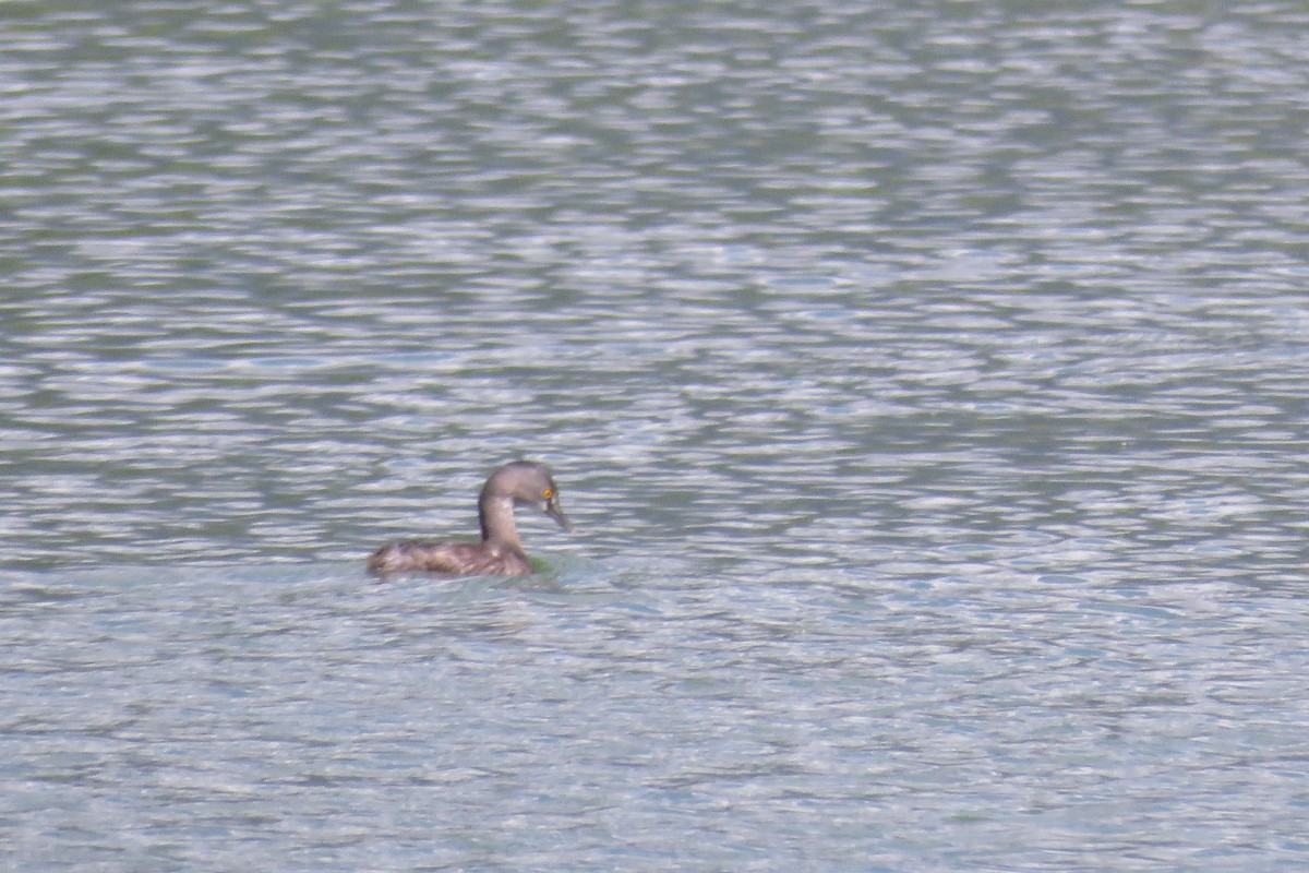 Least Grebe - ML646993432