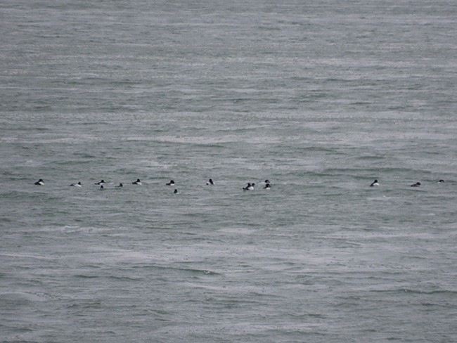 Гоголь - ML646993433