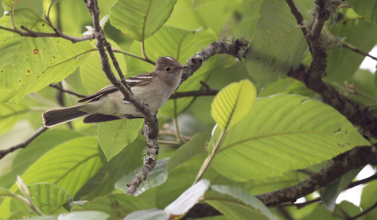 White-crested Elaenia - ML646993437