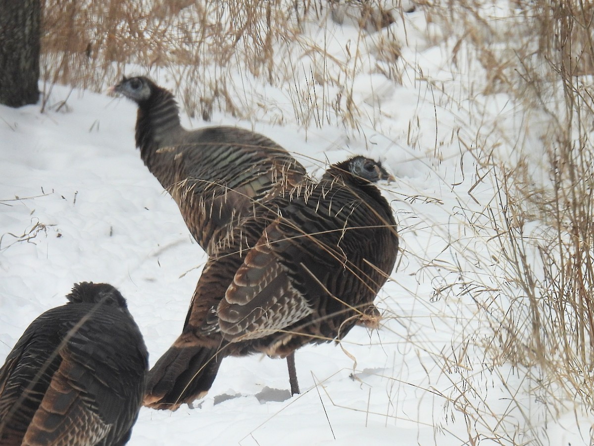 Dindon sauvage - ML646993446