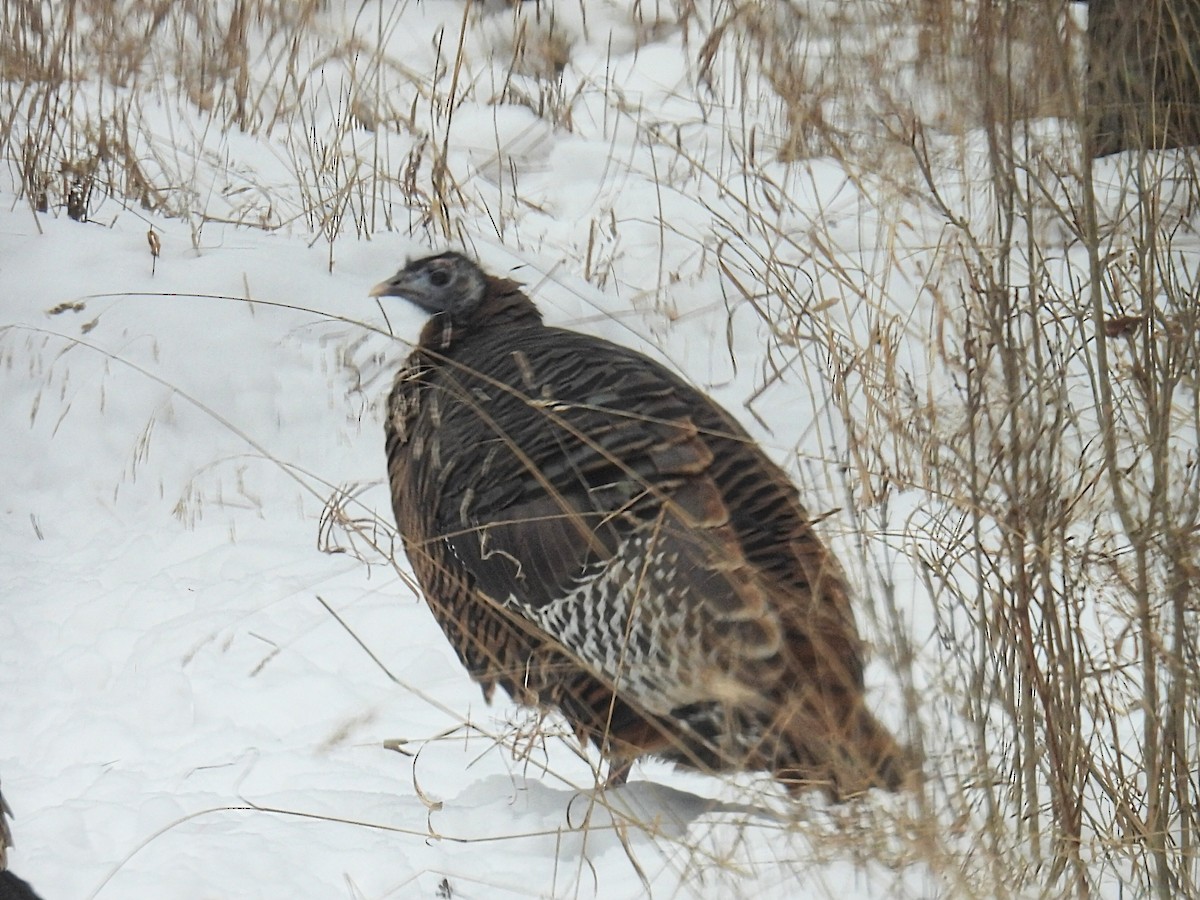 Dindon sauvage - ML646993447