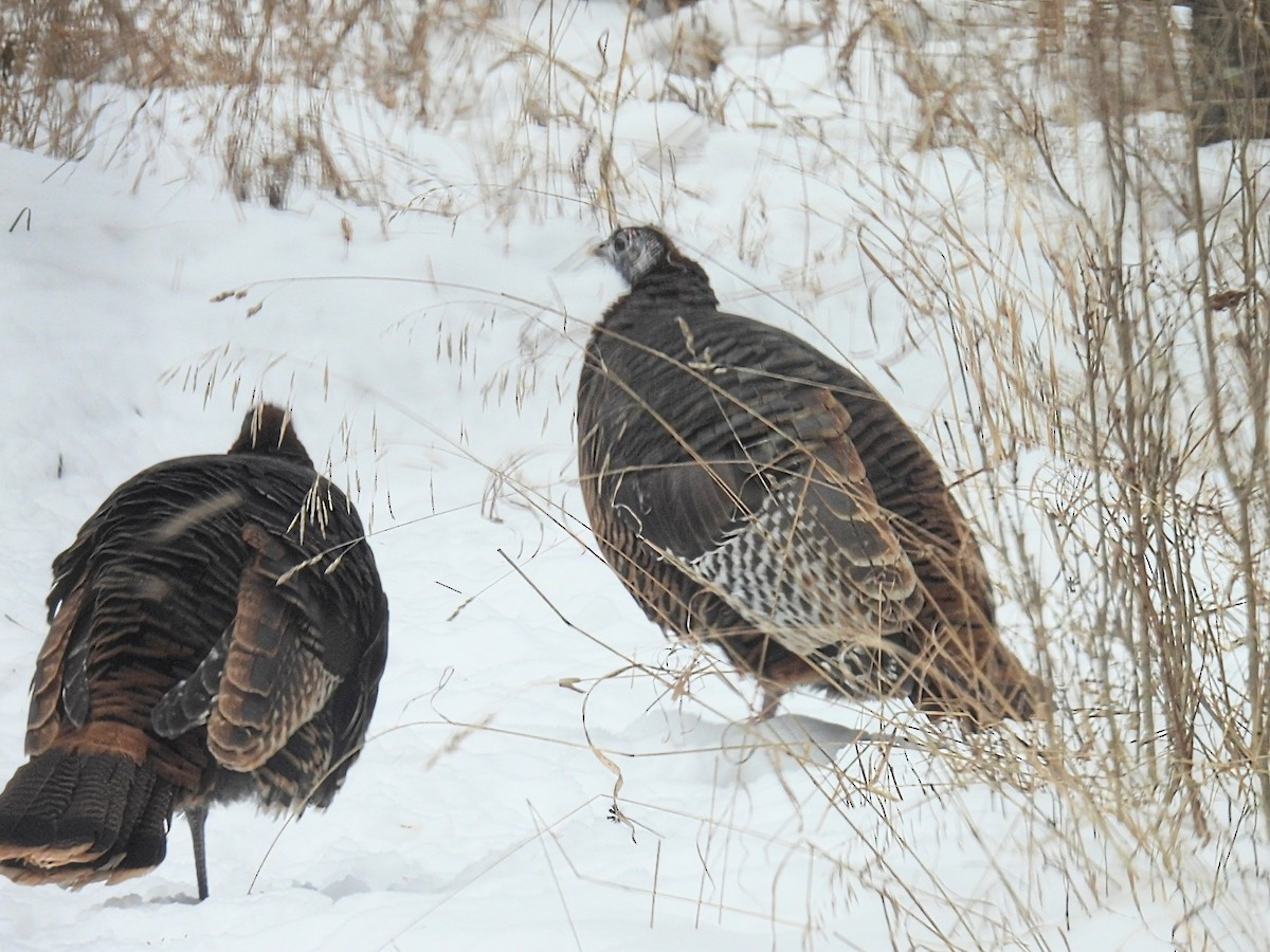 Dindon sauvage - ML646993448