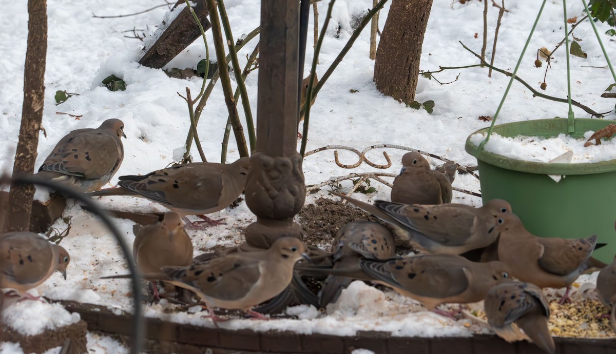 ナゲキバト - ML646993449