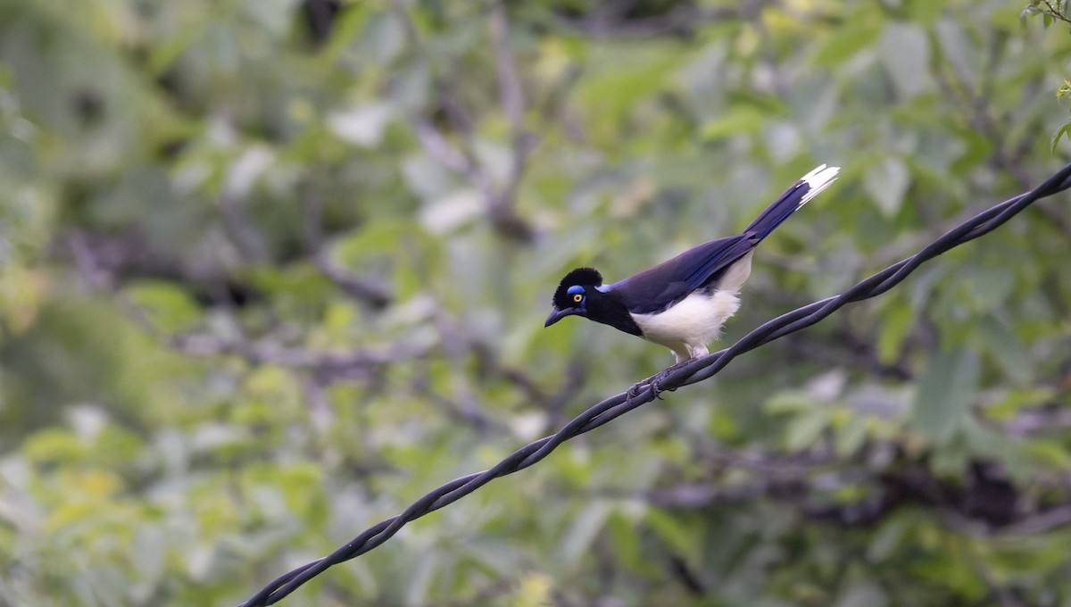 Plush-crested Jay - ML646993451