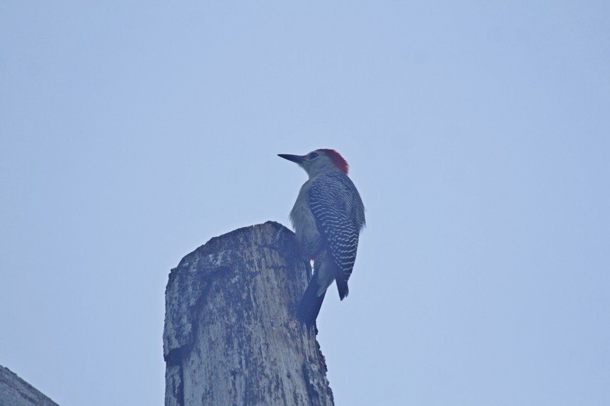 Златолобый дятел - ML646993452