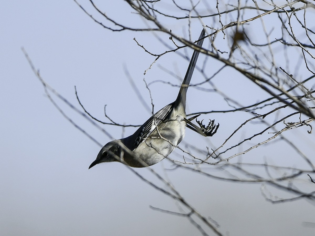 Northern Mockingbird - ML646993459