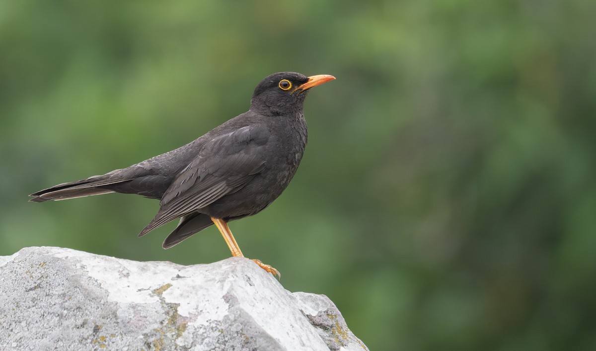 Chiguanco Thrush - ML646993464