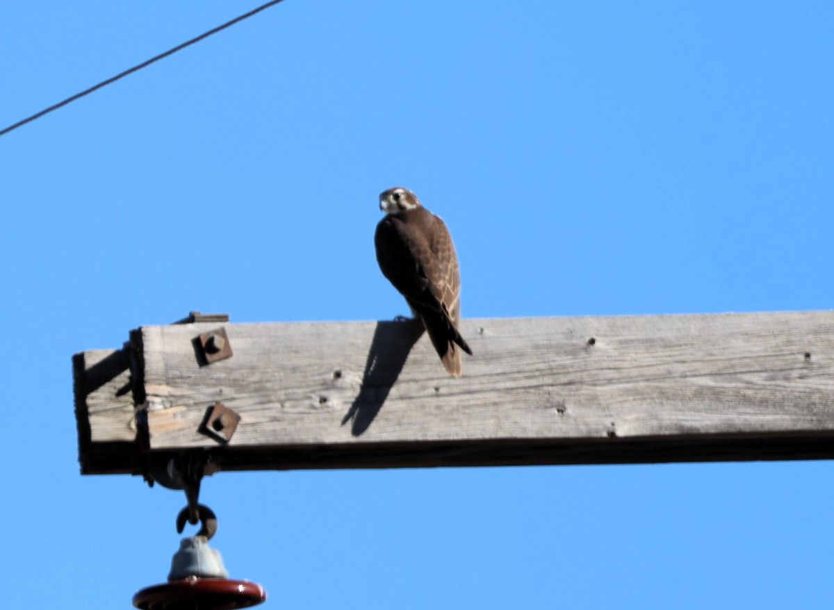 Prairie Falcon - ML646993466