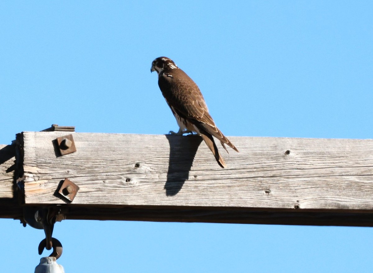 Prairie Falcon - ML646993467