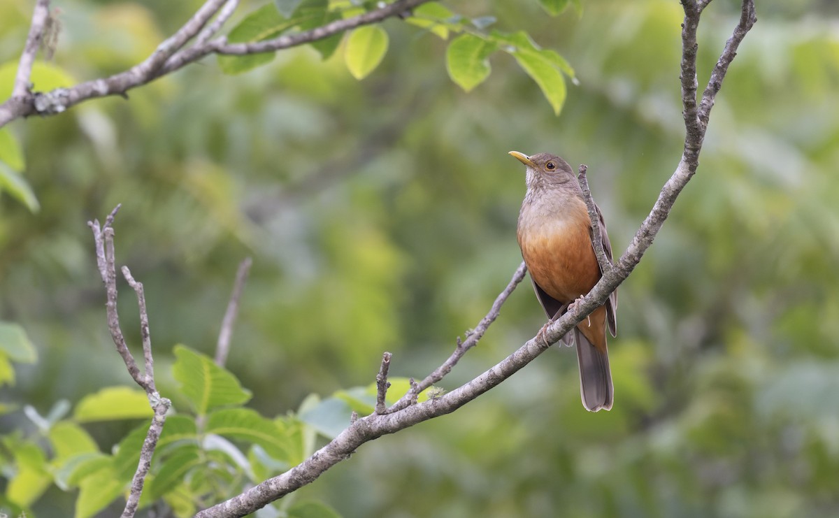 Rufous-bellied Thrush - ML646993468