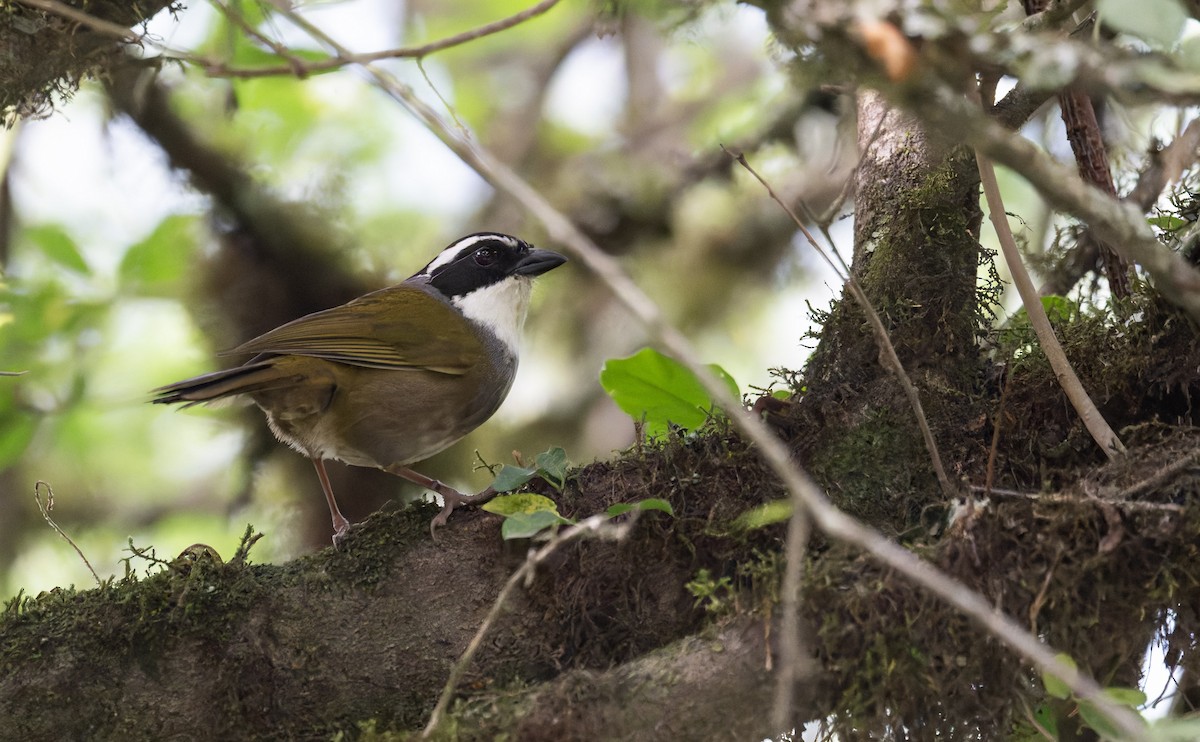 White-browed Brushfinch - ML646993476