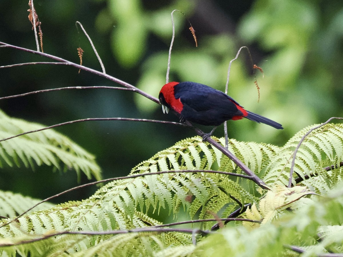 Crimson-collared Tanager - ML646993479