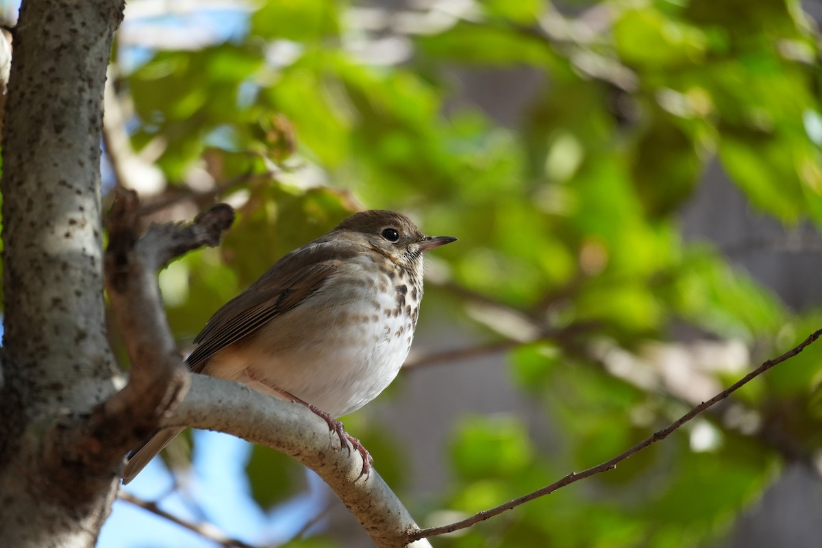 Hermit Thrush - ML646993483