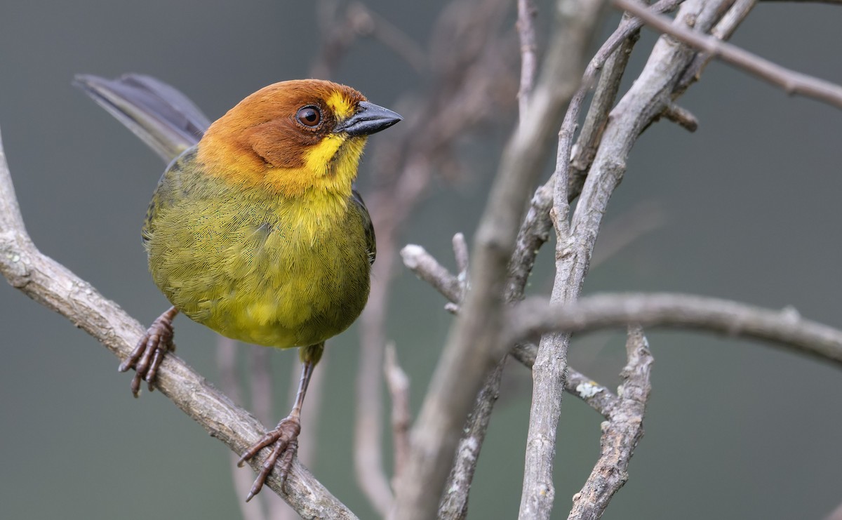 Fulvous-headed Brushfinch - ML646993484