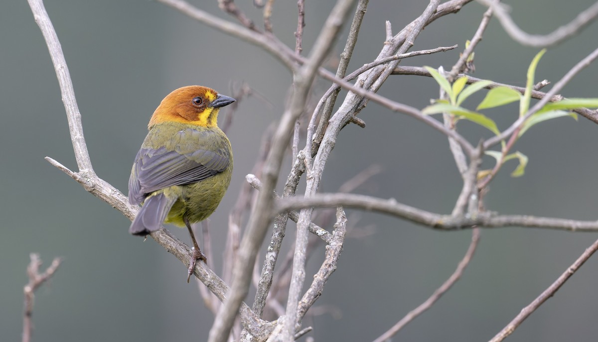 Fulvous-headed Brushfinch - ML646993485