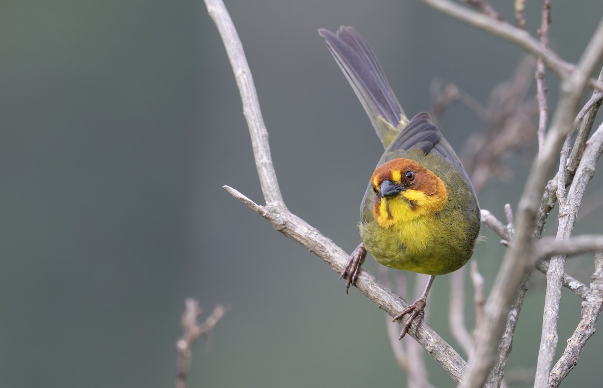 Fulvous-headed Brushfinch - ML646993486