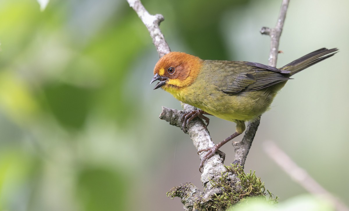 Fulvous-headed Brushfinch - ML646993487