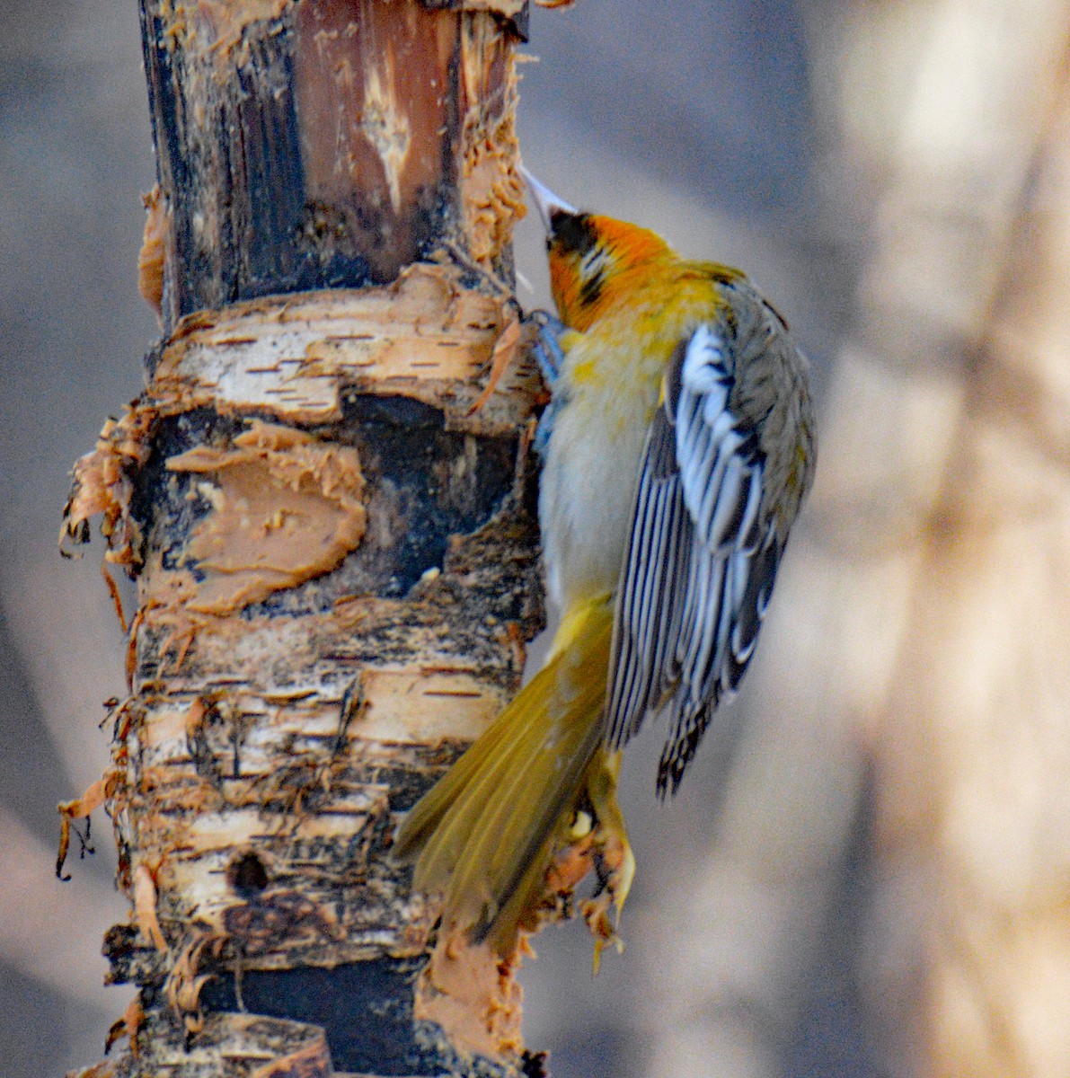Белокрылый трупиал - ML646993488