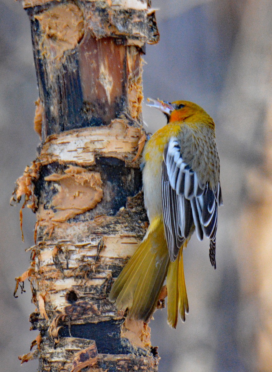 Белокрылый трупиал - ML646993492