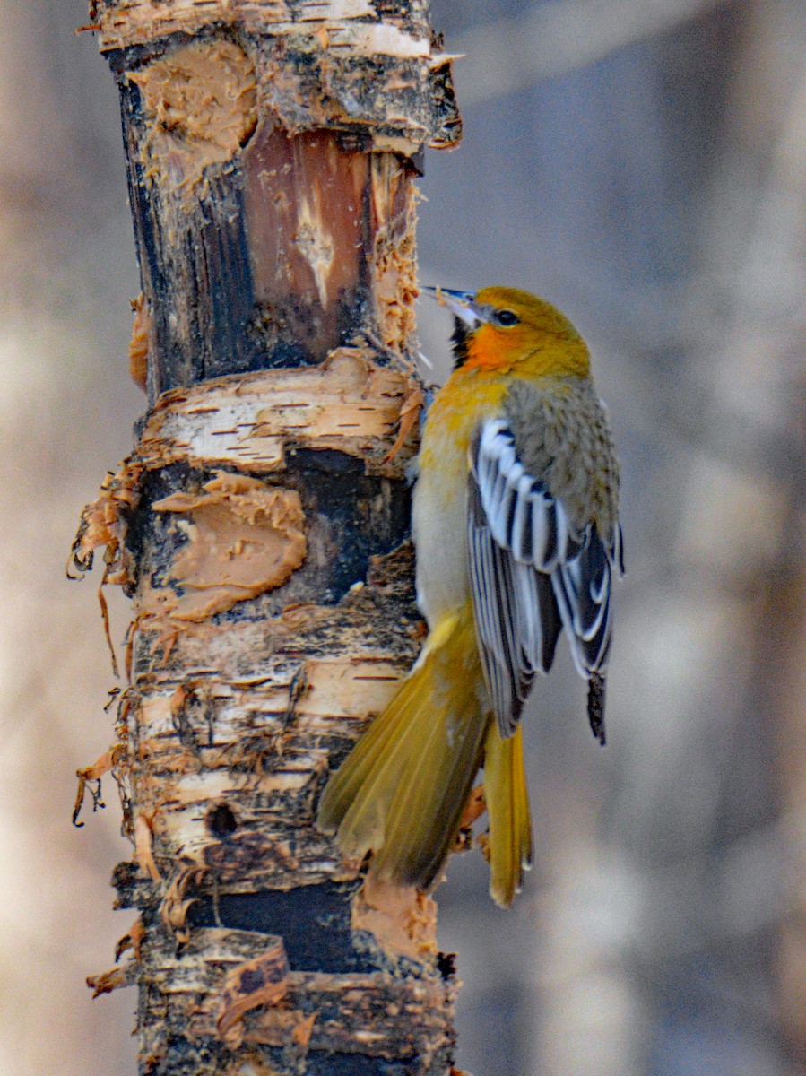 Белокрылый трупиал - ML646993494