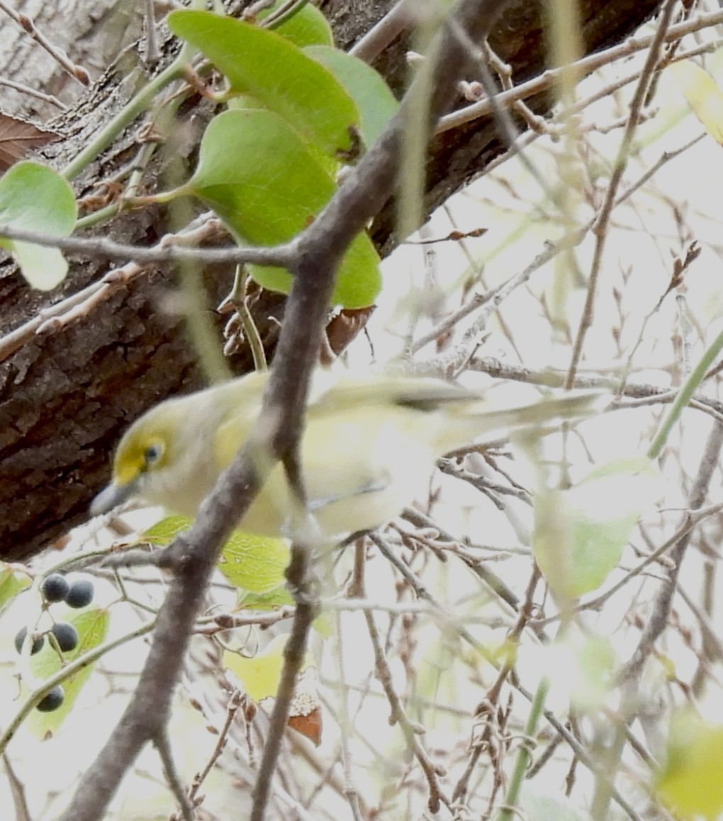 ויראו לבן-עין - ML646993497