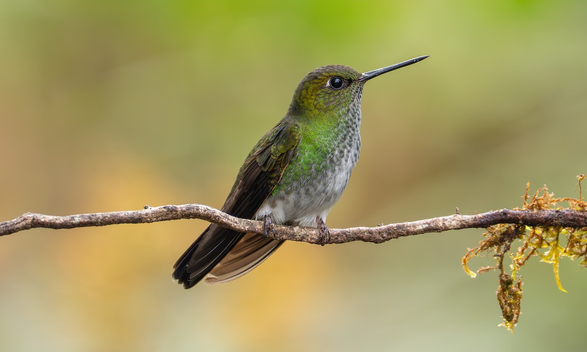 Greenish Puffleg - ML646993504