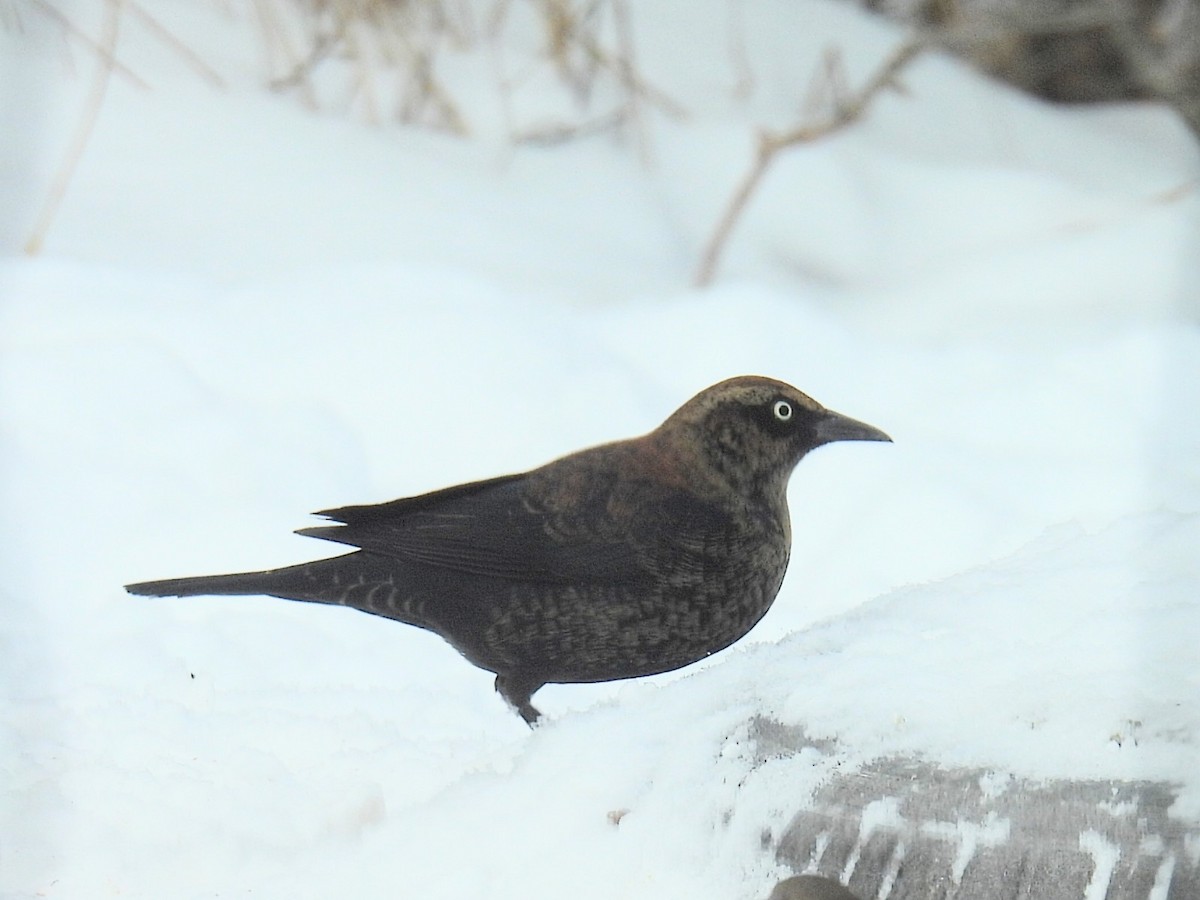 Ржавчатый трупиал - ML646993505