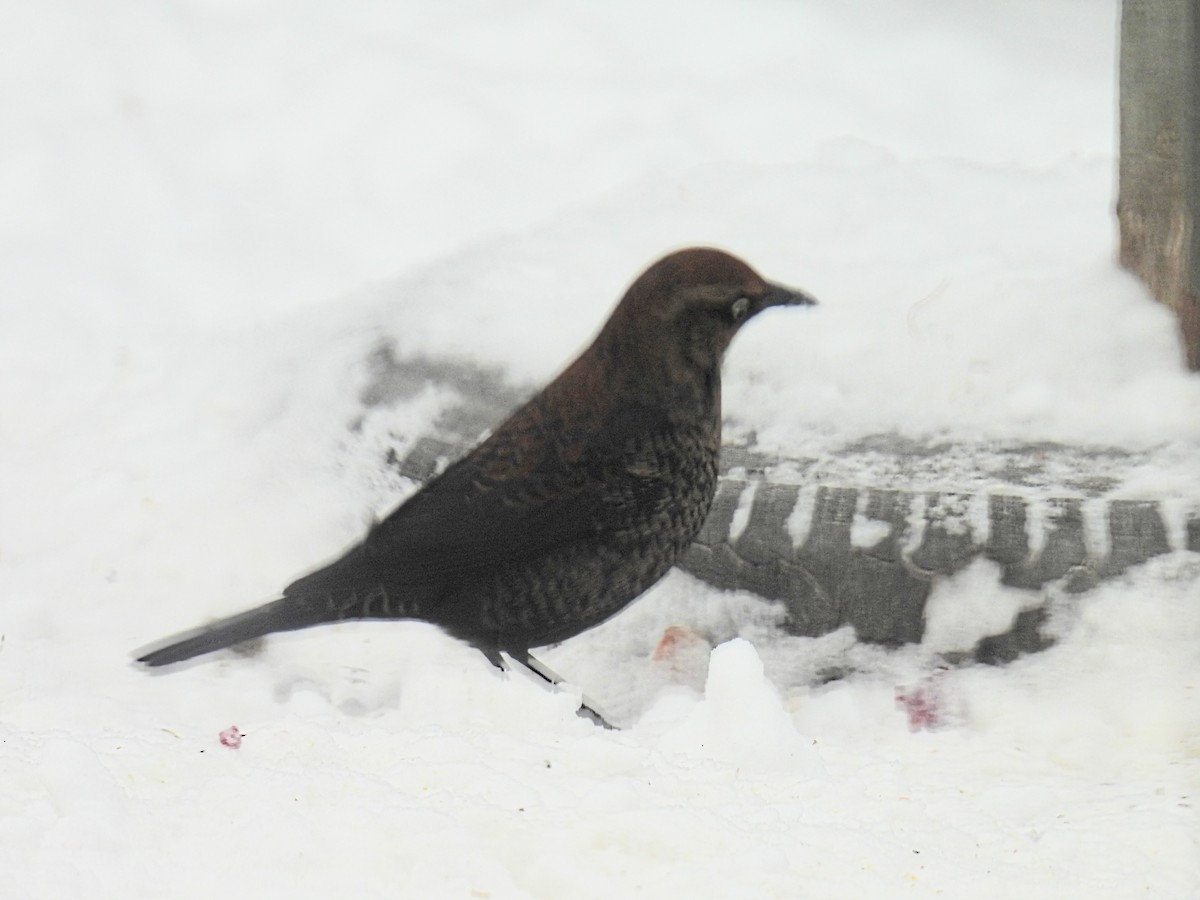 Ржавчатый трупиал - ML646993506