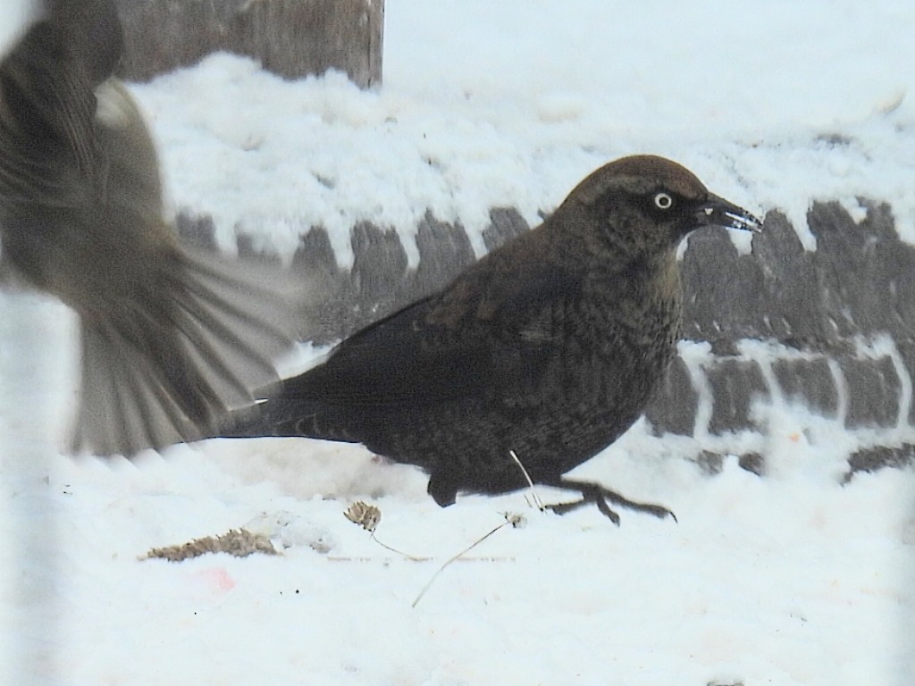 Ржавчатый трупиал - ML646993507