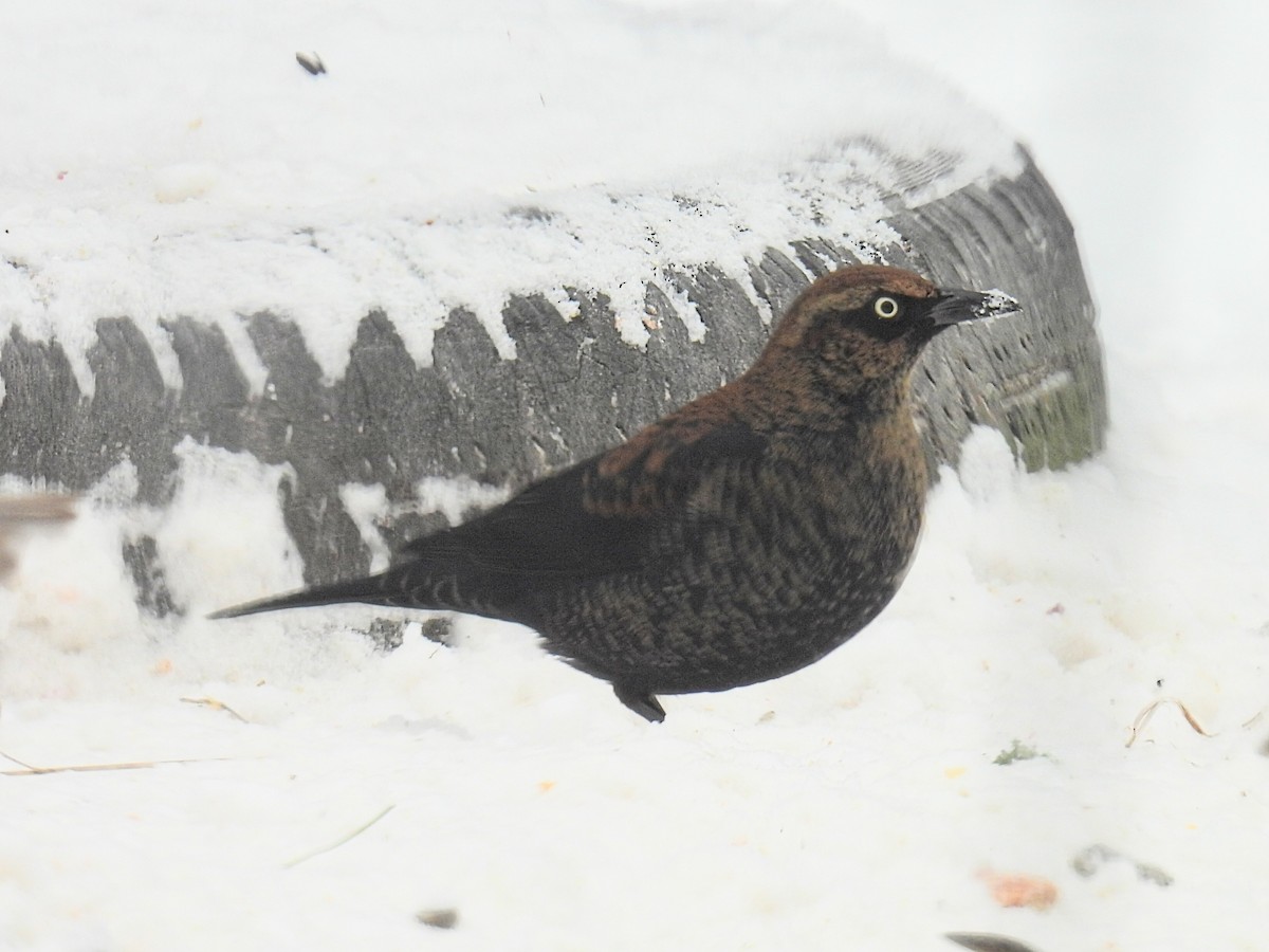 Ржавчатый трупиал - ML646993508